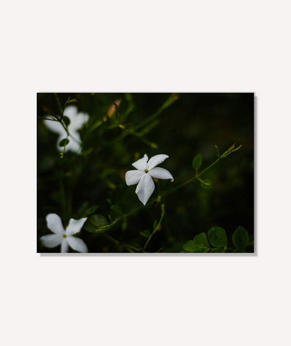 Dewdrop