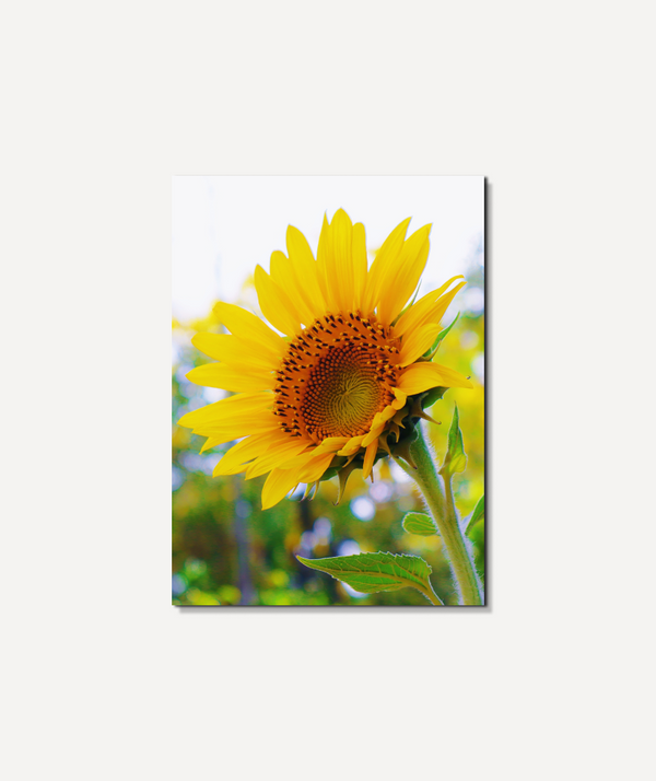 Sun Kissed